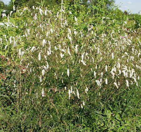 Sanguisorba tenuifolia, kiiltoluppio